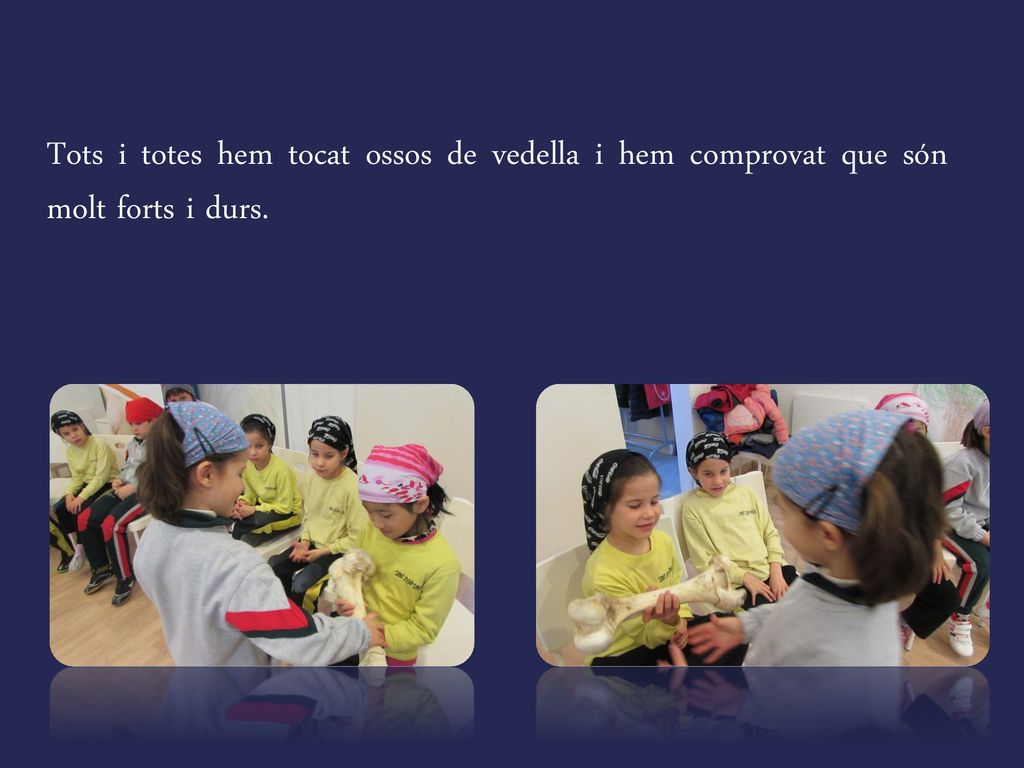 Tots i totes hem tocat ossos de vedella i hem comprovat que són molt forts i durs.