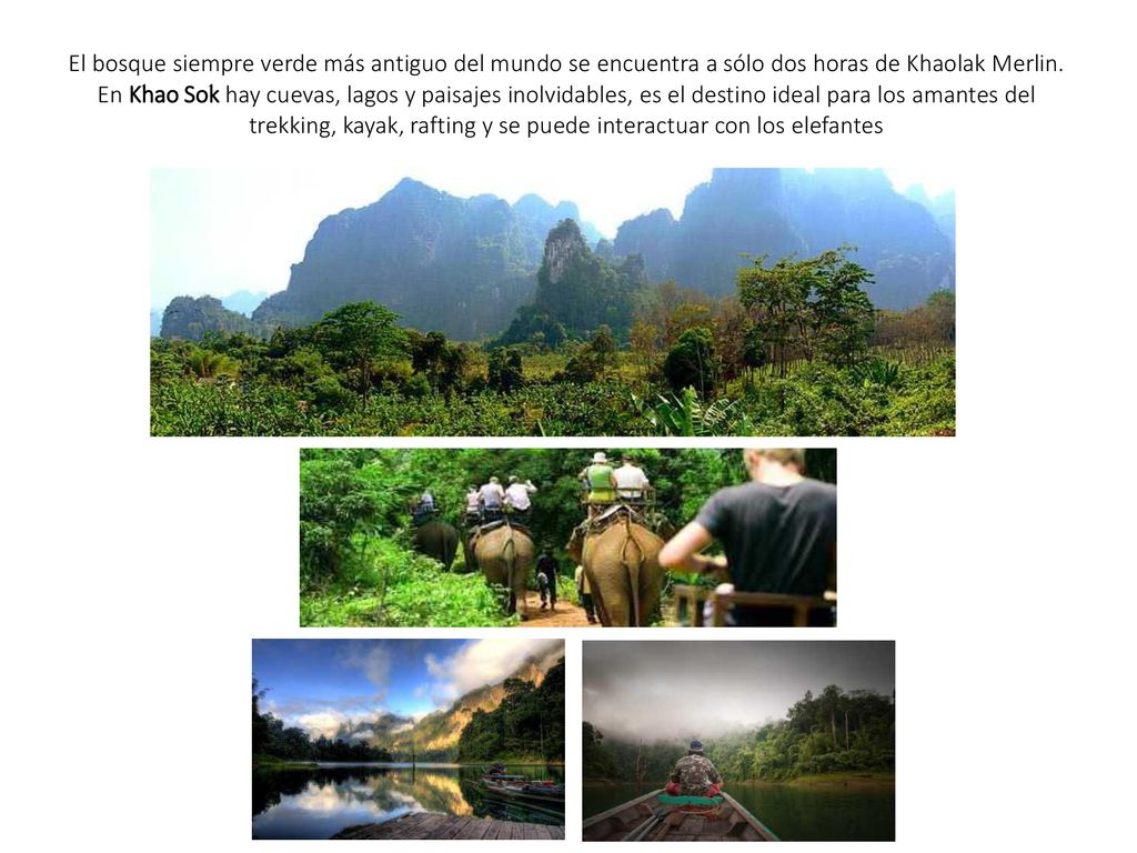 El bosque siempre verde más antiguo del mundo se encuentra a sólo dos horas de Khaolak Merlin. En Khao Sok hay cuevas, lagos y paisajes inolvidables, es el destino ideal para los amantes del trekking, kayak, rafting y se puede interactuar con los elefantes