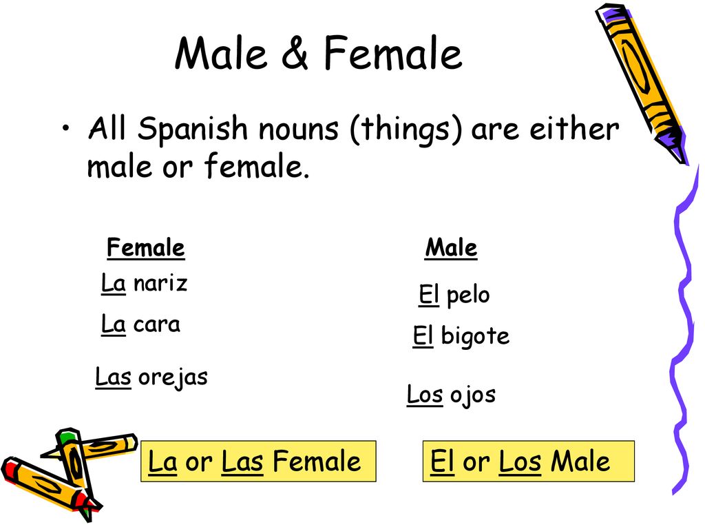 Male & Female All Spanish nouns (things) are either male or female.