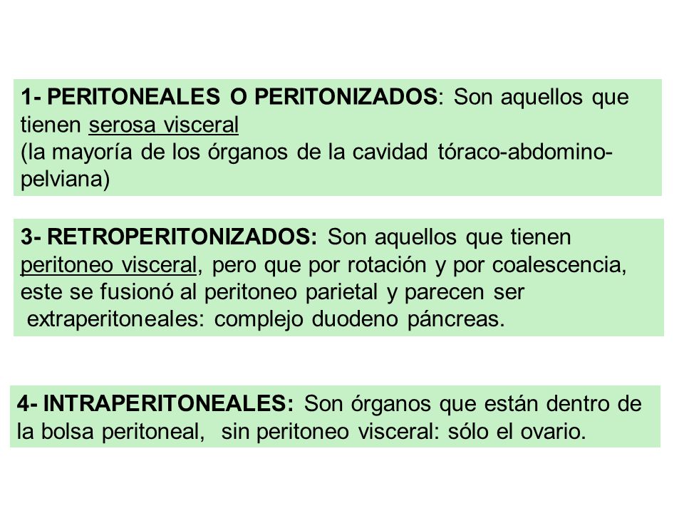 1- PERITONEALES O PERITONIZADOS: Son aquellos que tienen serosa visceral