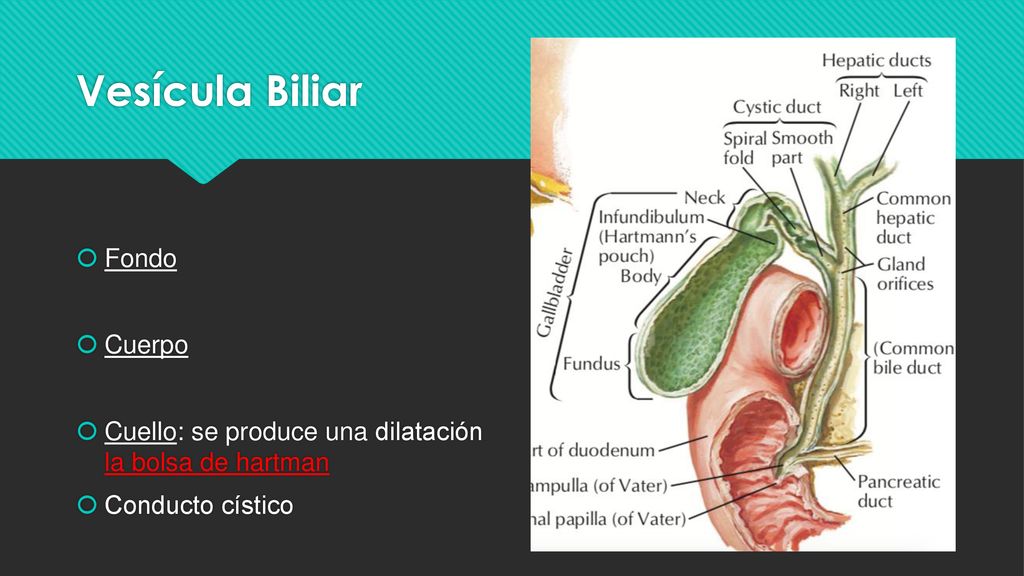 EL HÍGADO César Cárdenas XII Semestre. - ppt descargar