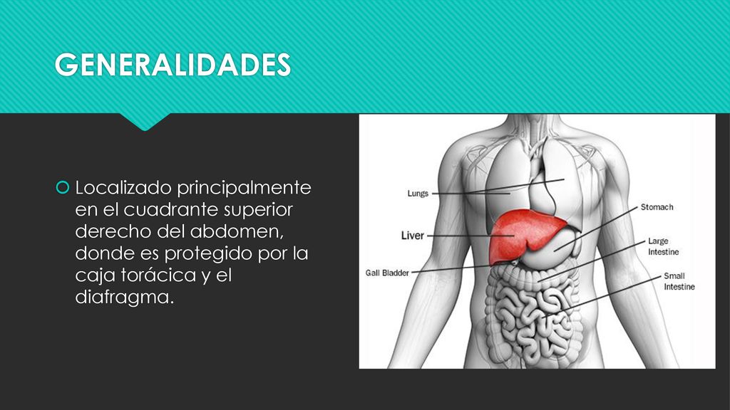 GENERALIDADES Localizado principalmente en el cuadrante superior derecho del abdomen, donde es protegido por la caja torácica y el diafragma.