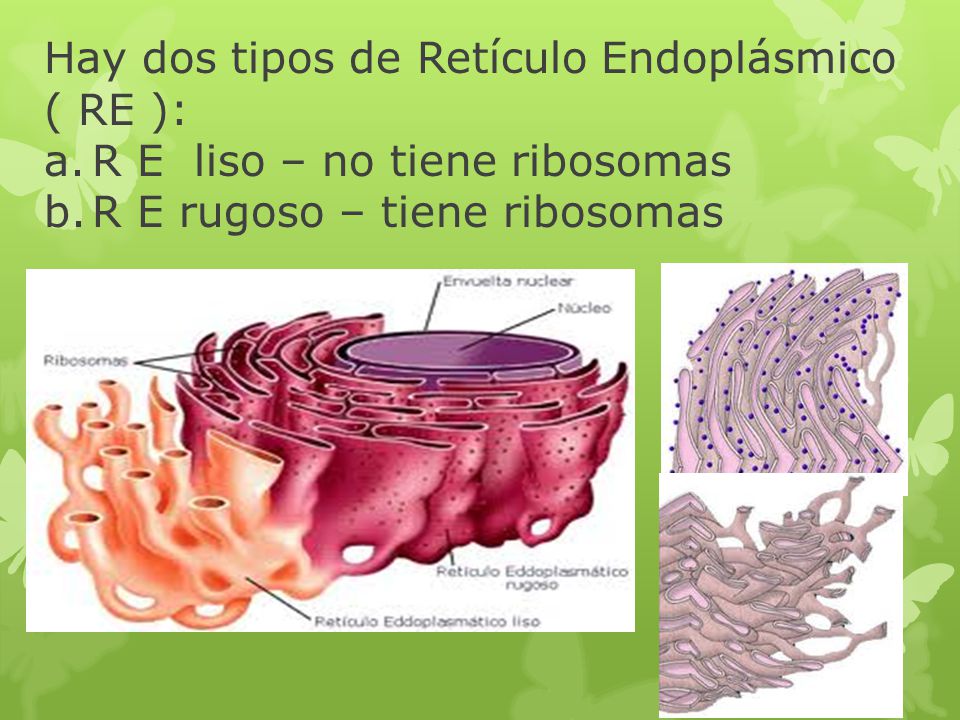Hay dos tipos de Retículo Endoplásmico ( RE ): a