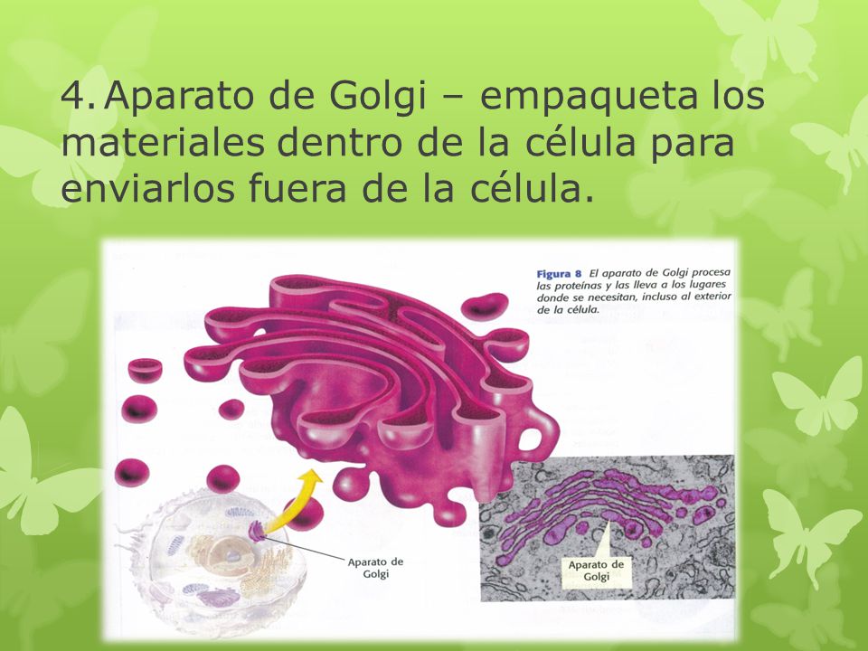 4. Aparato de Golgi – empaqueta los materiales dentro de la célula para enviarlos fuera de la célula.