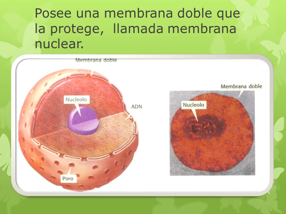 Posee una membrana doble que la protege, llamada membrana nuclear.