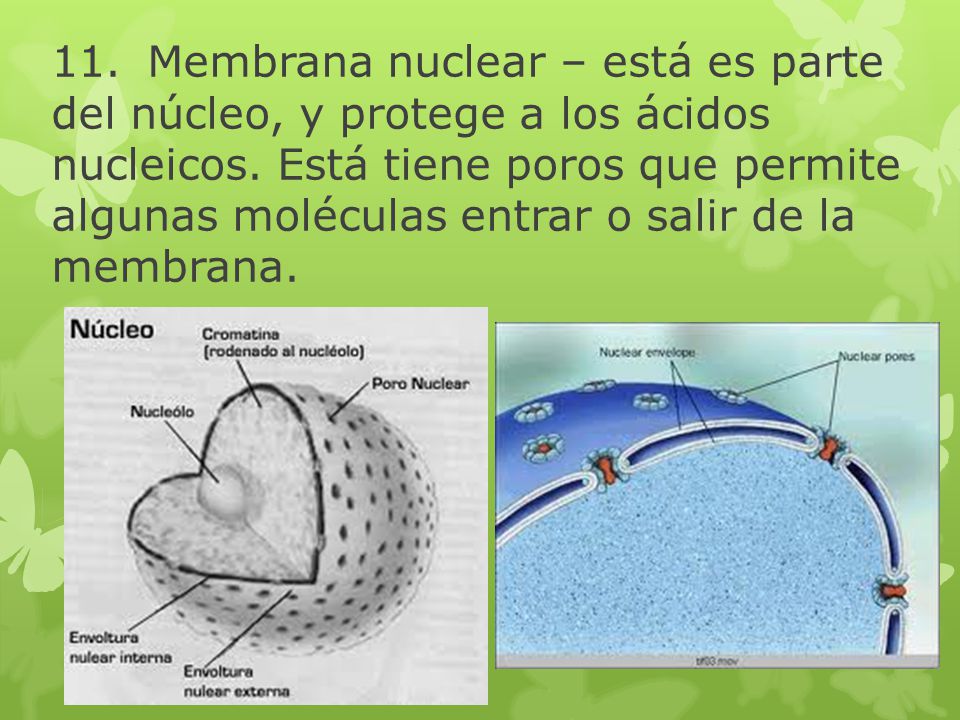 11. Membrana nuclear – está es parte del núcleo, y protege a los ácidos nucleicos.