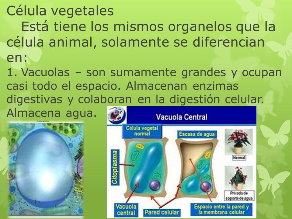 Célula vegetales Está tiene los mismos organelos que la célula animal, solamente se diferencian en: 1. Vacuolas – son sumamente grandes y ocupan casi todo el espacio.