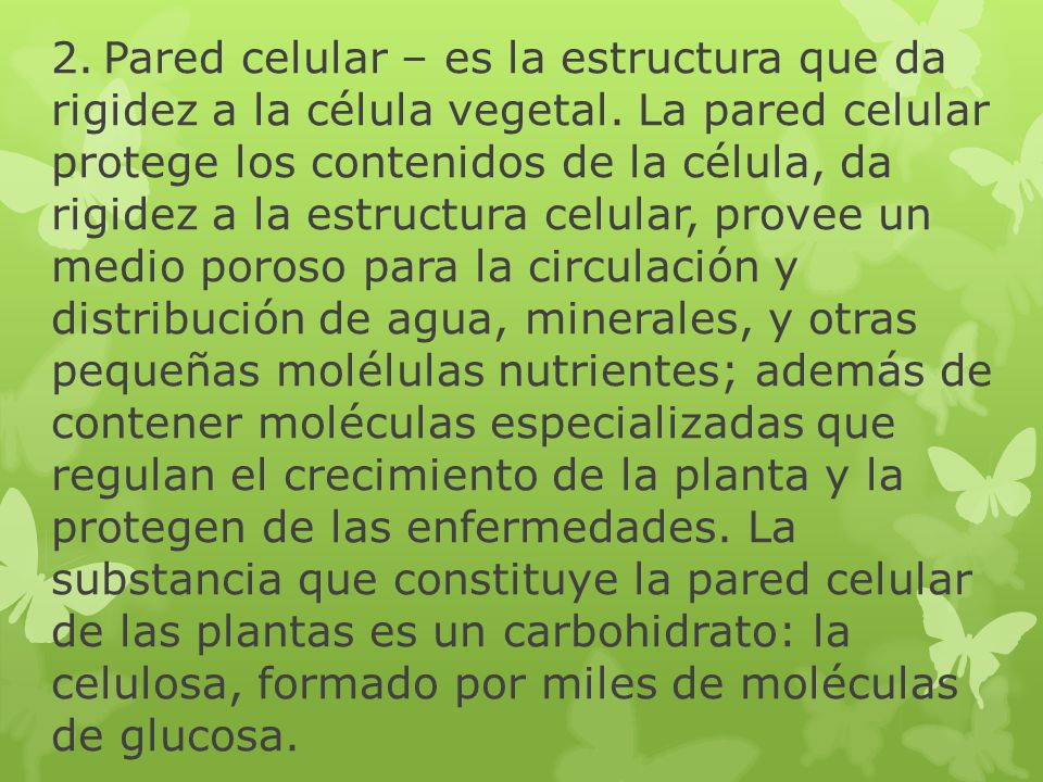 2. Pared celular – es la estructura que da rigidez a la célula vegetal