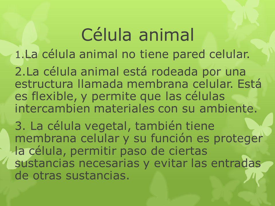 Célula animal 1.La célula animal no tiene pared celular.