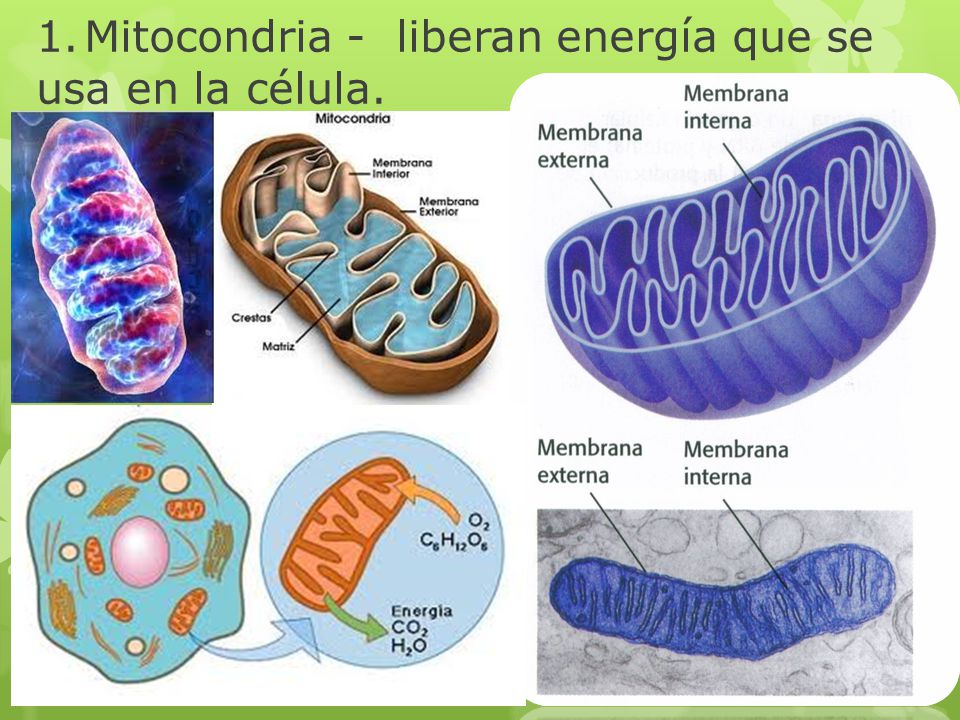 1. Mitocondria - liberan energía que se usa en la célula.