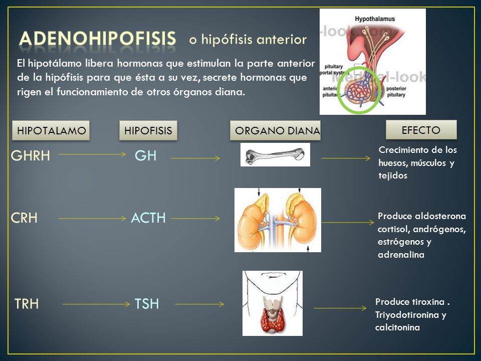 ADENOHIPOFISIS o hipófisis anterior GHRH GH CRH ACTH TRH TSH