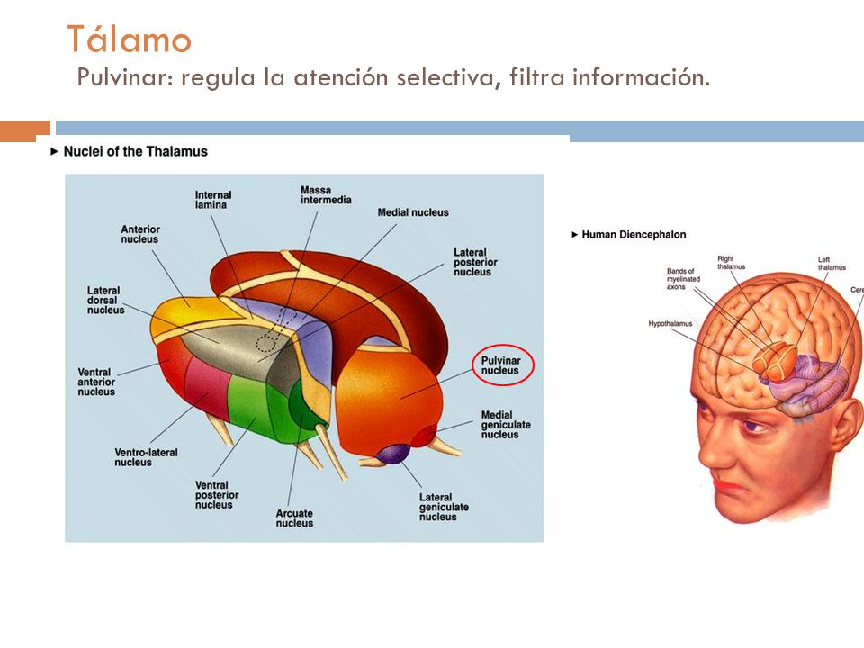 Tálamo Pulvinar: regula la atención selectiva, filtra información.