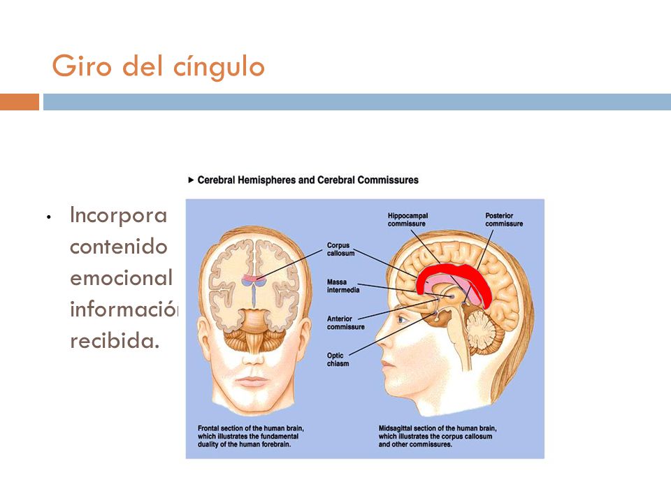 Giro del cíngulo Incorpora contenido emocional a la información recibida.