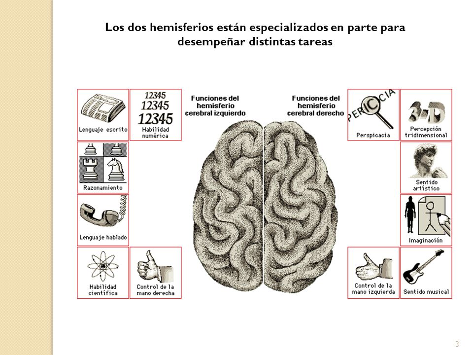 Los dos hemisferios están especializados en parte para desempeñar distintas tareas