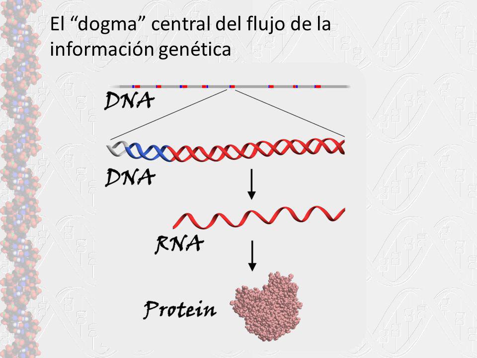 El dogma central del flujo de la información genética