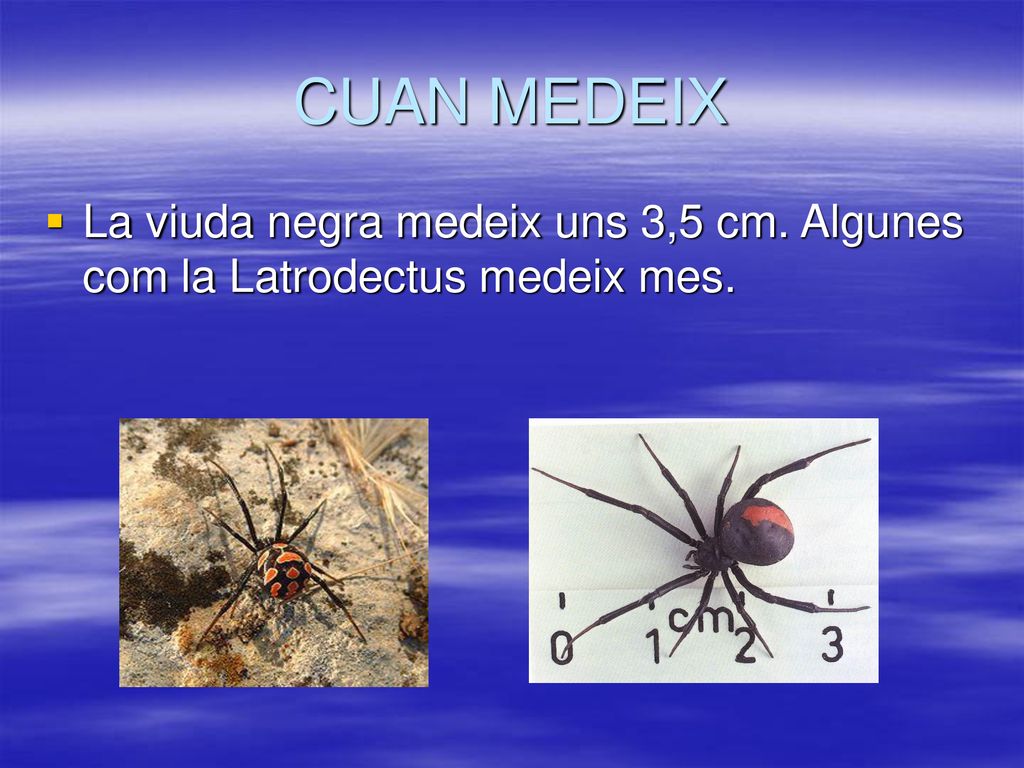 CUAN MEDEIX La viuda negra medeix uns 3,5 cm. Algunes com la Latrodectus medeix mes.