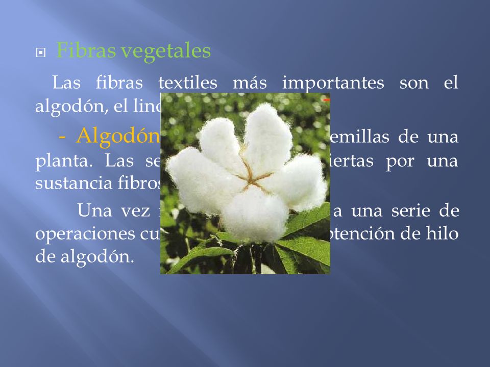 Fibras vegetales Las fibras textiles más importantes son el algodón, el lino y el esparto.