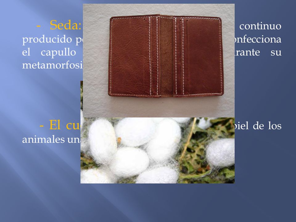 - Seda: es un filamento proteínico continuo producido por el gusano de seda, cuando confecciona el capullo en el que se guarece durante su metamorfosis.