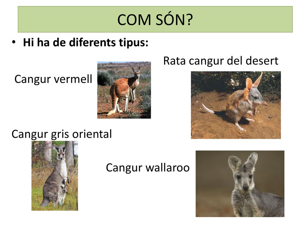 COM SÓN Hi ha de diferents tipus: Rata cangur del desert