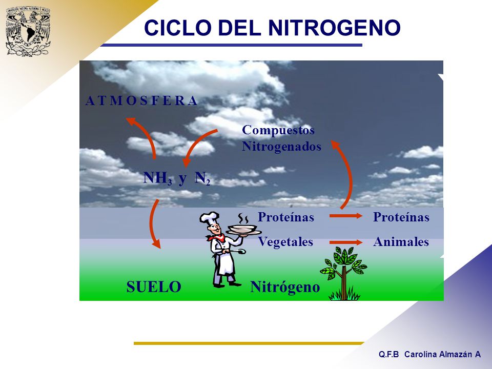 CICLO DEL NITROGENO NH3 y N2 SUELO Nitrógeno A T M O S F E R A