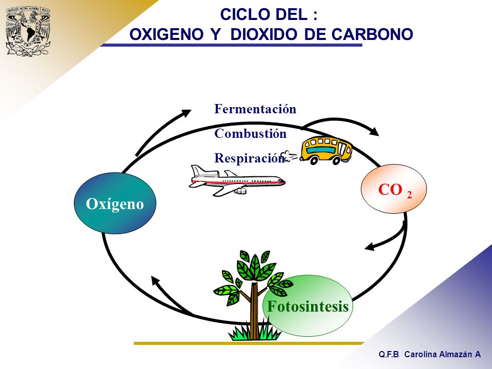 CICLO DEL : OXIGENO Y DIOXIDO DE CARBONO