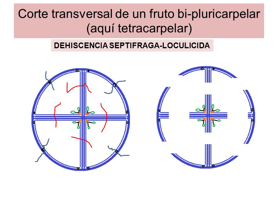Corte transversal de un fruto bi-pluricarpelar (aquí tetracarpelar)