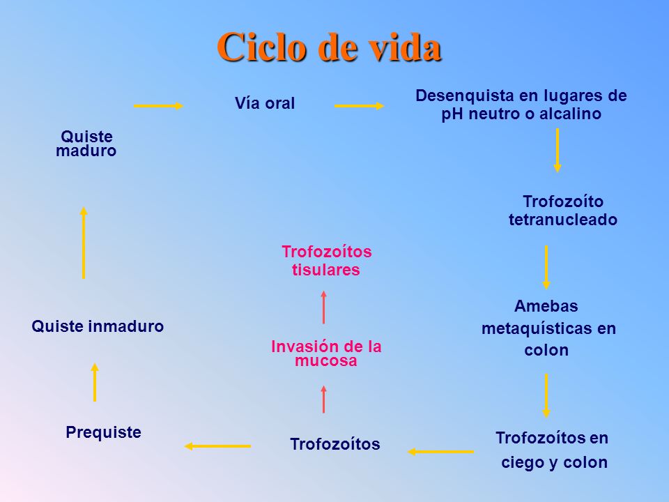Ciclo de vida Desenquista en lugares de pH neutro o alcalino Vía oral