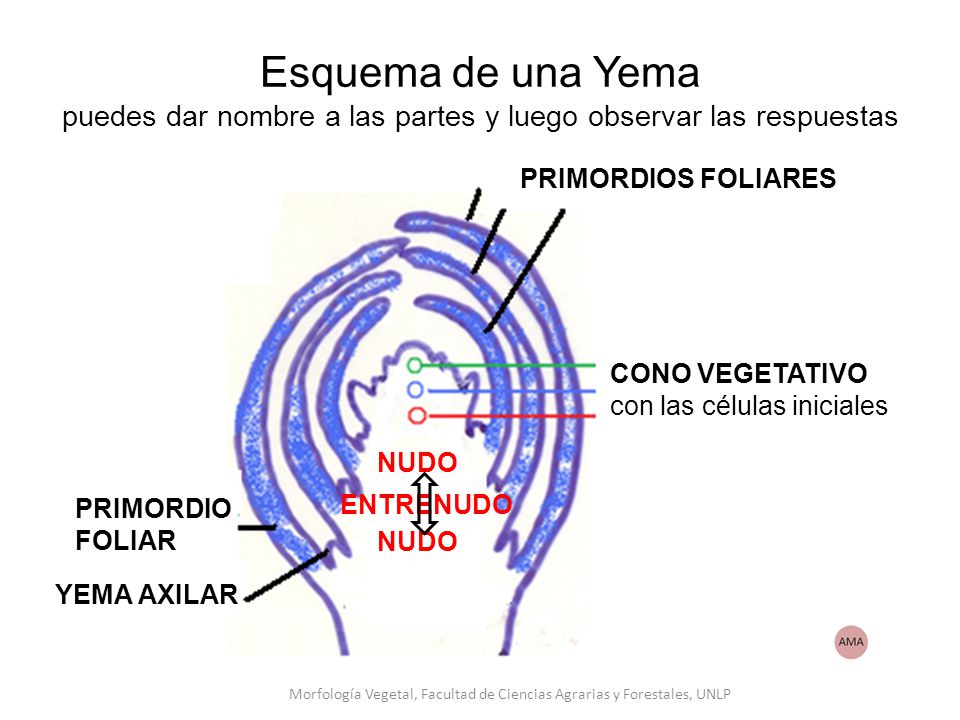 Morfología Vegetal, Facultad de Ciencias Agrarias y Forestales, UNLP