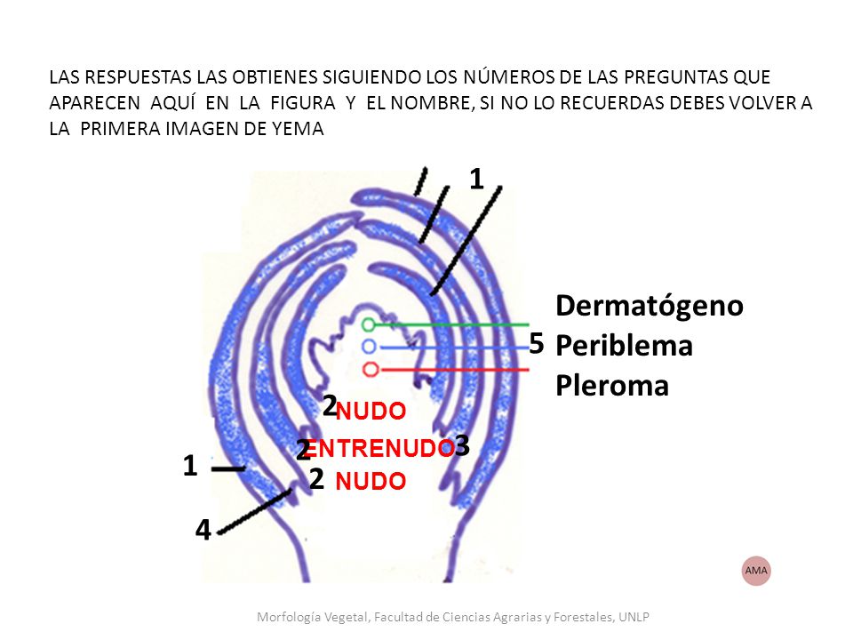 Morfología Vegetal, Facultad de Ciencias Agrarias y Forestales, UNLP