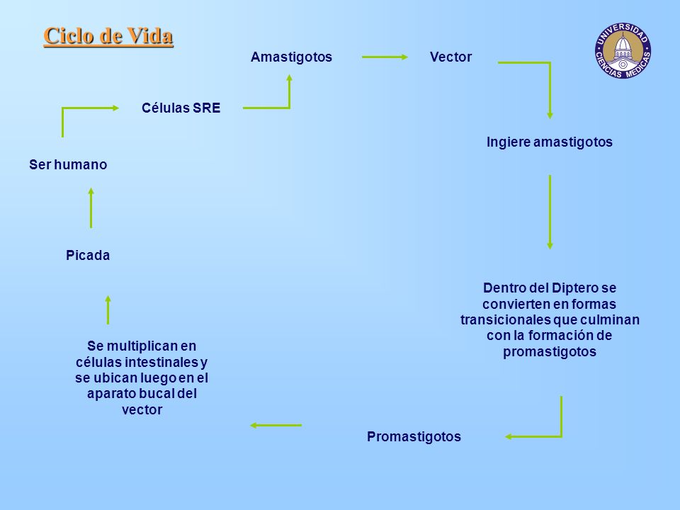 Ciclo de Vida Amastigotos Vector Células SRE Ingiere amastigotos