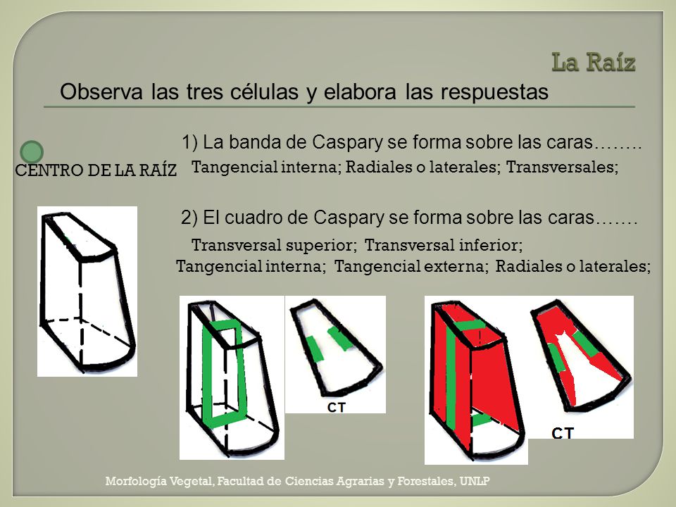 La Raíz Observa las tres células y elabora las respuestas