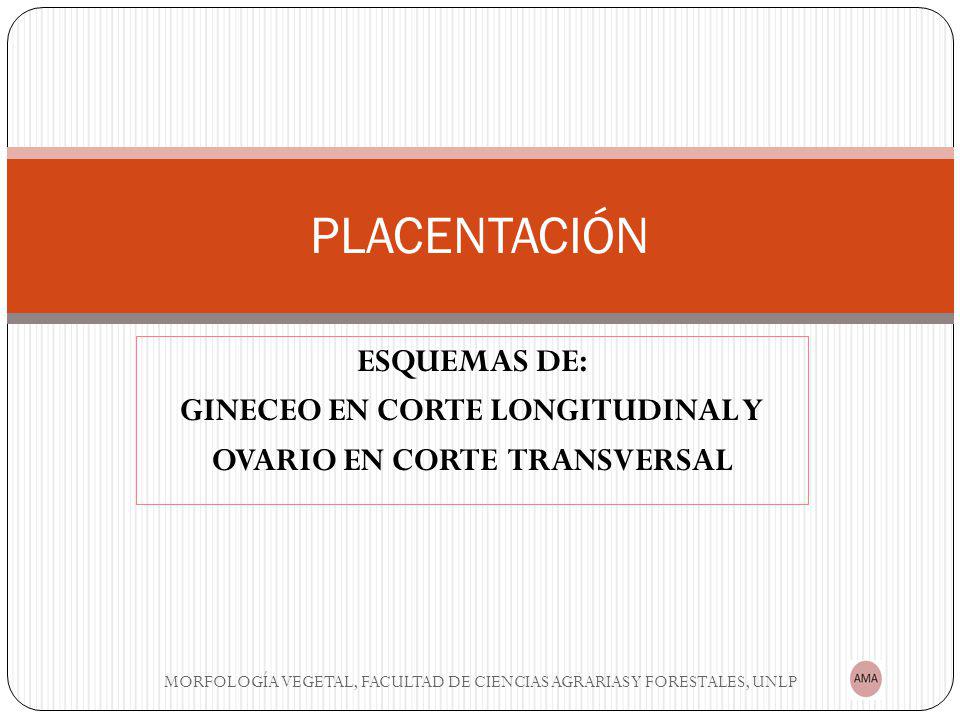 GINECEO EN CORTE LONGITUDINAL Y OVARIO EN CORTE TRANSVERSAL