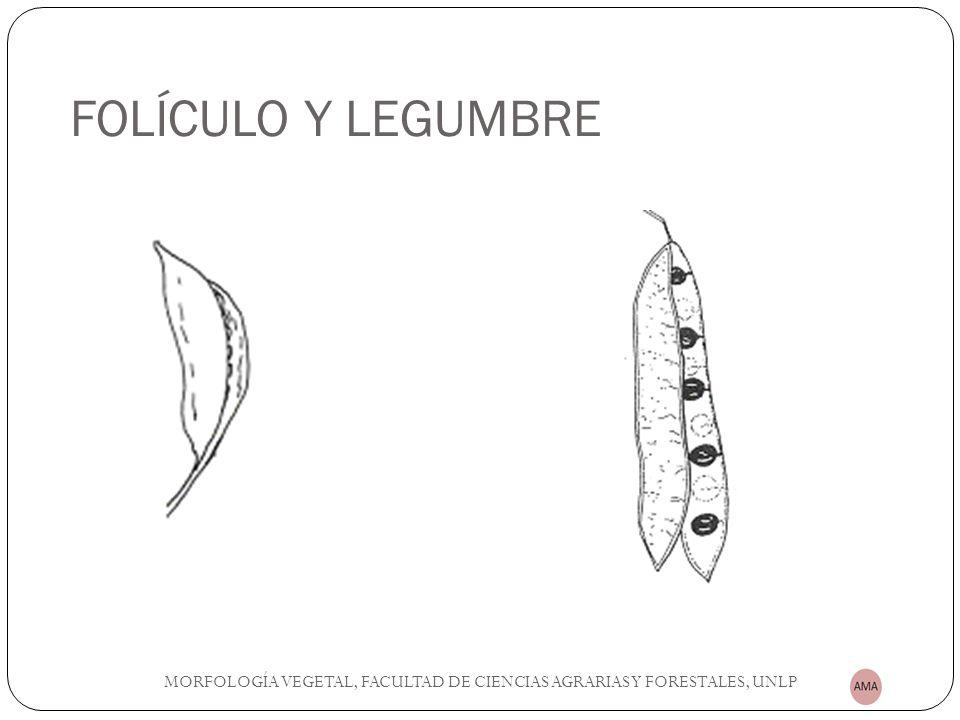 FOLÍCULO Y LEGUMBRE MORFOLOGÍA VEGETAL, FACULTAD DE CIENCIAS AGRARIAS Y FORESTALES, UNLP