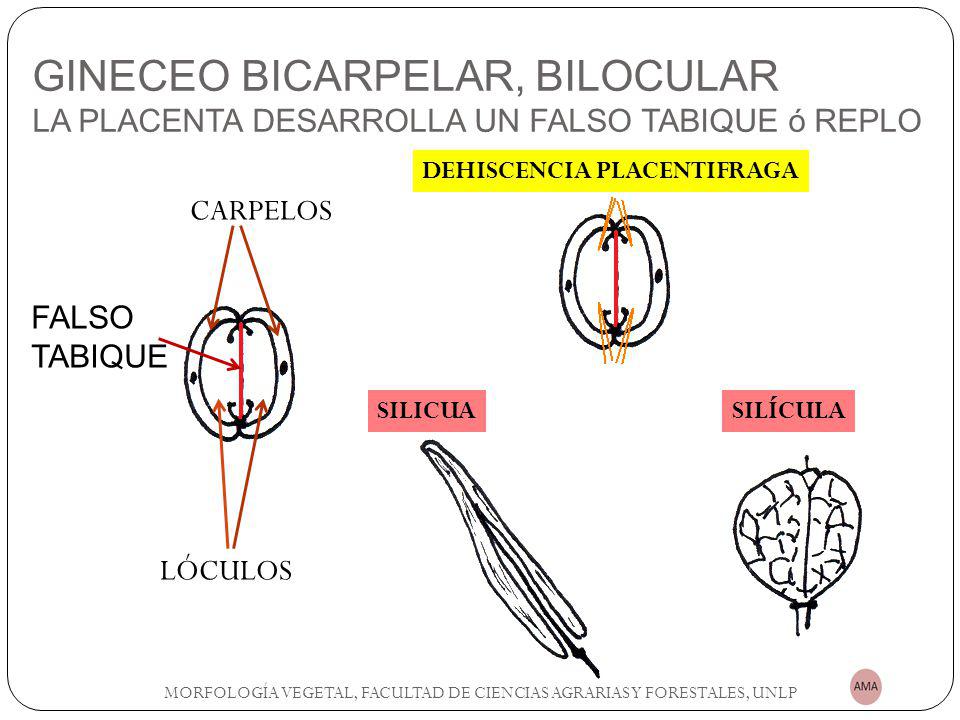 GINECEO BICARPELAR, BILOCULAR LA PLACENTA DESARROLLA UN FALSO TABIQUE ó REPLO