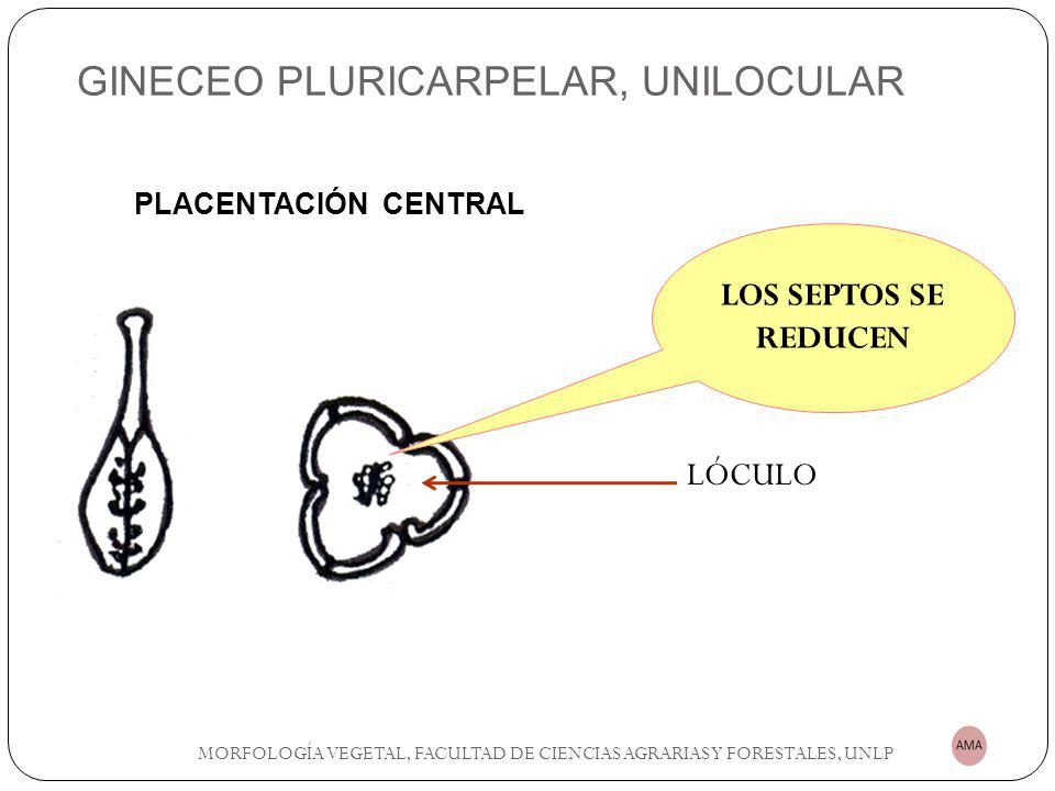 GINECEO PLURICARPELAR, UNILOCULAR