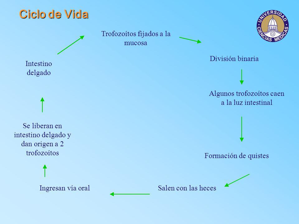 Ciclo de Vida Trofozoítos fijados a la mucosa División binaria