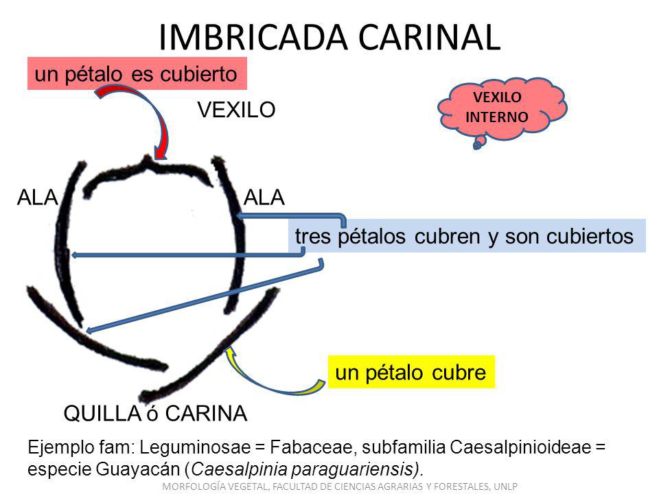 MORFOLOGÍA VEGETAL, FACULTAD DE CIENCIAS AGRARIAS Y FORESTALES, UNLP