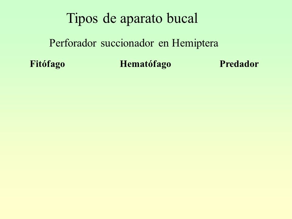 Tipos de aparato bucal Perforador succionador en Hemiptera Fitófago