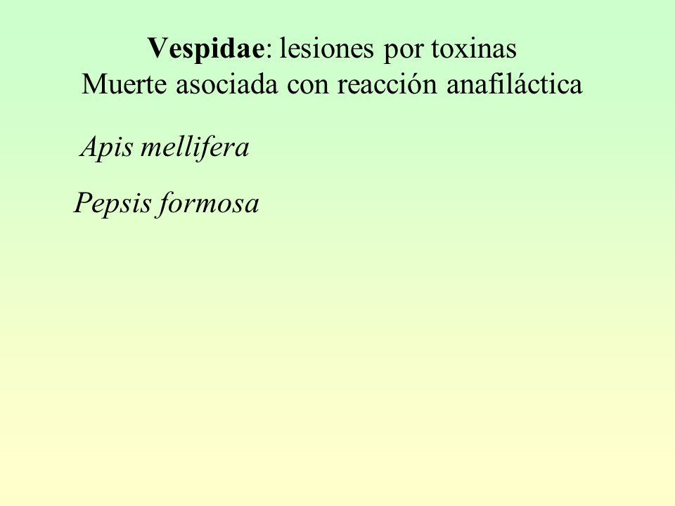 Vespidae: lesiones por toxinas Muerte asociada con reacción anafiláctica
