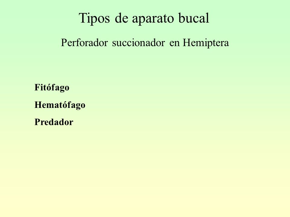 Tipos de aparato bucal Perforador succionador en Hemiptera Fitófago
