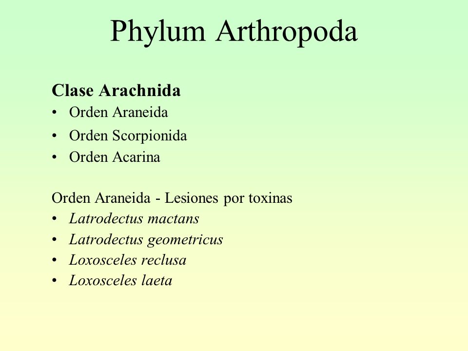 Phylum Arthropoda Clase Arachnida Orden Araneida Orden Scorpionida