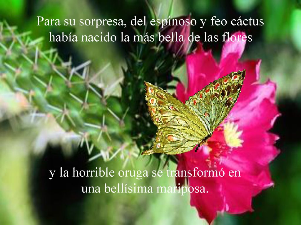 y la horrible oruga se transformó en una bellísima mariposa.