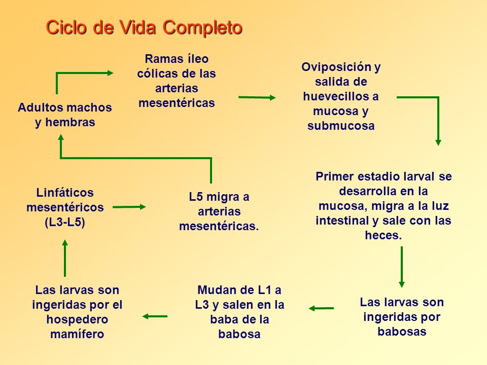 Ciclo de Vida Completo Ramas íleo cólicas de las arterias mesentéricas