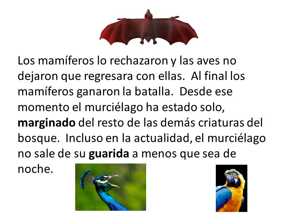Los mamíferos lo rechazaron y las aves no dejaron que regresara con ellas.