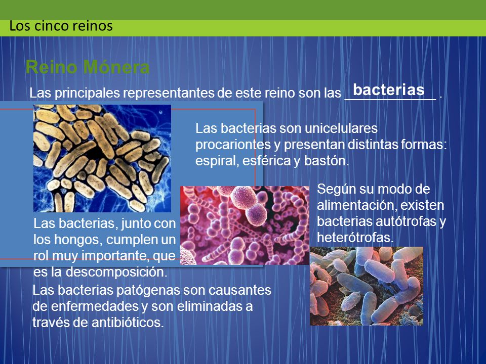 Reino Mónera Los cinco reinos bacterias