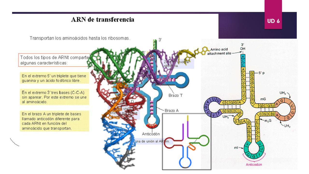 ÁCIDOS NUCLÉICOS. UD 6 TIPOS DE ARN ARNt VOLVER