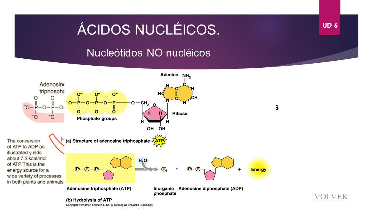 ÁCIDOS NUCLÉICOS. UD 6 Nucleótidos NO nucléicos ATP y ADP VOLVER