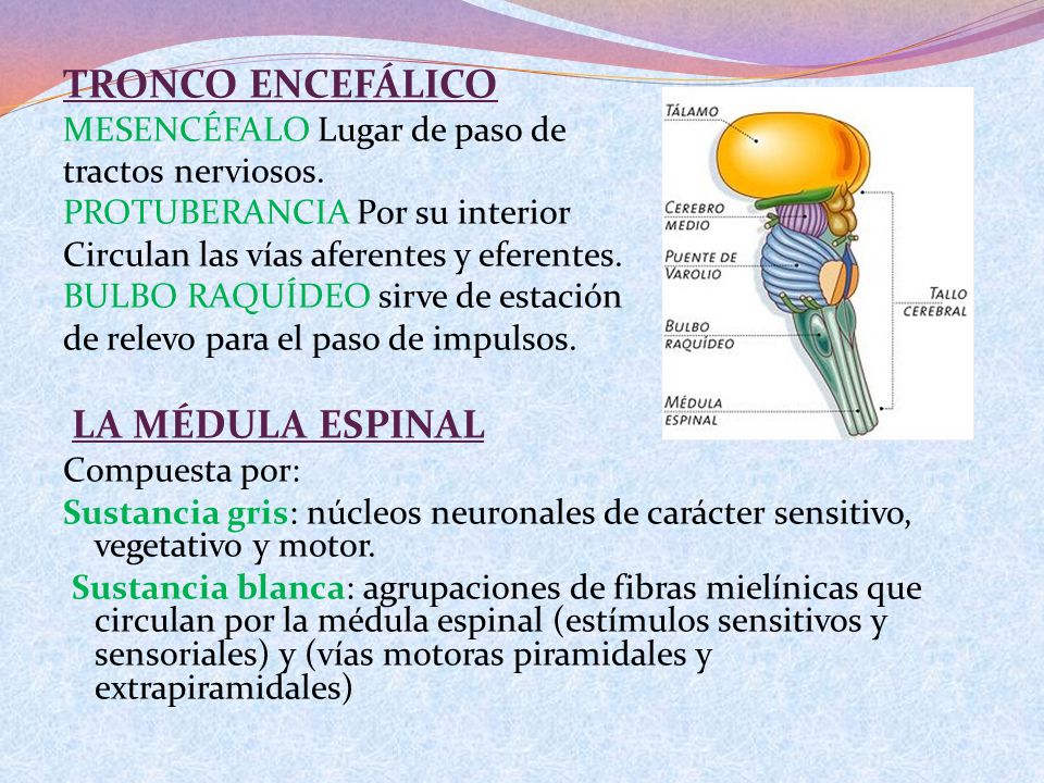 TRONCO ENCEFÁLICO MESENCÉFALO Lugar de paso de tractos nerviosos.