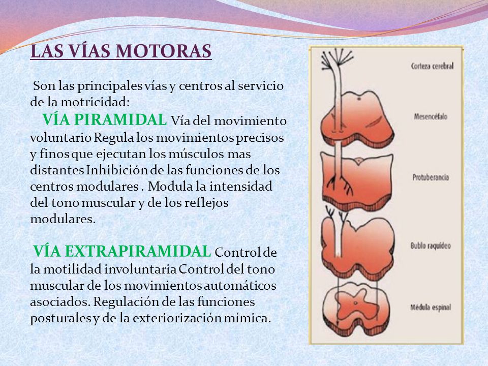 LAS VÍAS MOTORAS Son las principales vías y centros al servicio de la motricidad: