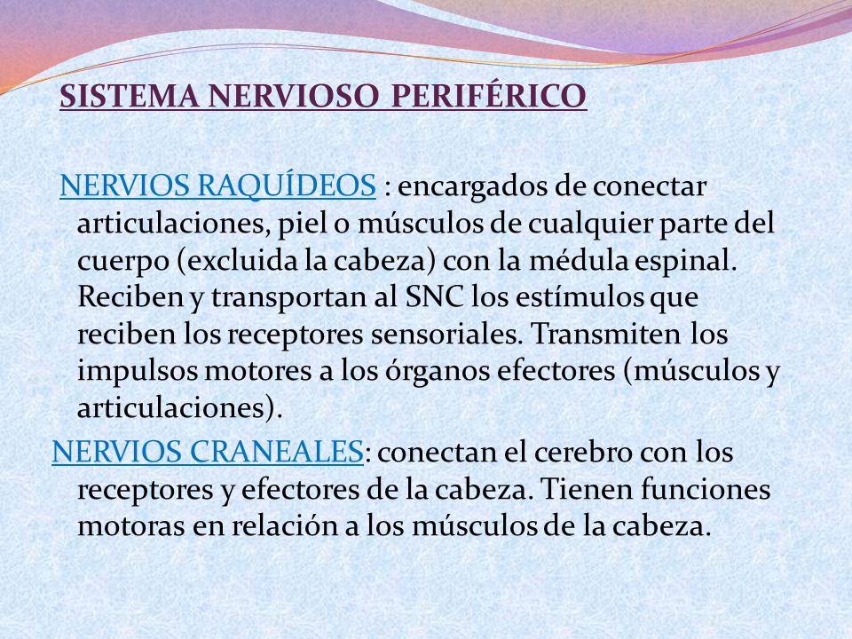 SISTEMA NERVIOSO PERIFÉRICO NERVIOS RAQUÍDEOS : encargados de conectar articulaciones, piel o músculos de cualquier parte del cuerpo (excluida la cabeza) con la médula espinal.